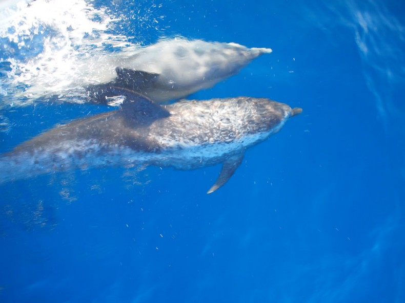 While sailing in the Bahamas there where many times when dolphins started jumping at the bow. Looking down at them from the bow, every once in a while they would turn sideways to look back at me. 